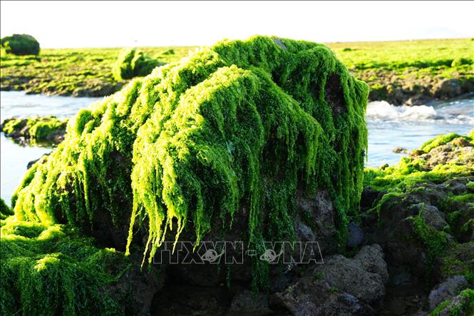 Bờ biển Khánh Hòa (địa phận Ninh Thuận) vừa "trồi lên" cánh đồng khổng lồ mọc dày đặc cây gì khiến người ta xôn xao? - Báo Dân Việt