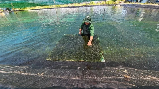 Khánh Hòa: Ứng dụng công nghệ xanh kéo dài thời gian trồng rong nho - Báo Nông nghiệp và Môi trường