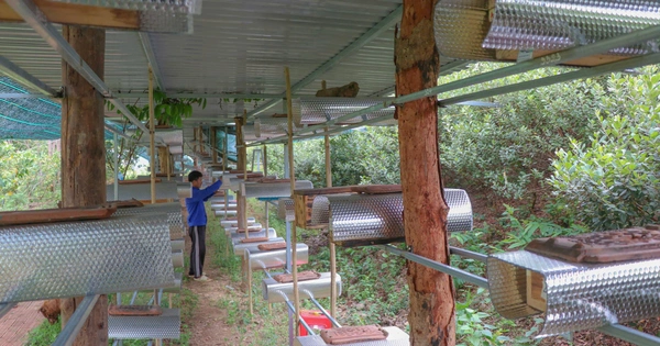 Khám phá 'làng ong Dú' giữa đồi núi sỏi đá Khánh Hòa - Báo Sức khỏe & Đời sống