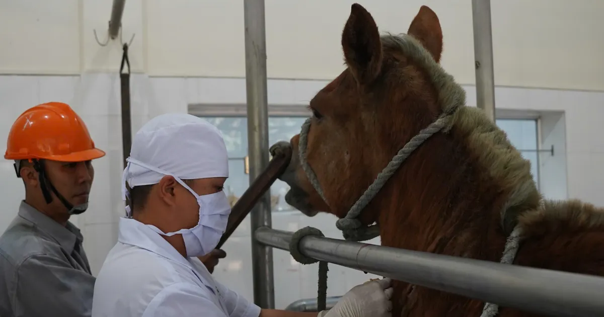 Những “chiến binh ngựa” thầm lặng ở Suối Dầu - Báo Kinh tế đô thị